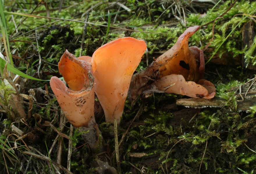 Fleischrote Gallerttrichter Tremiscus helvelloides