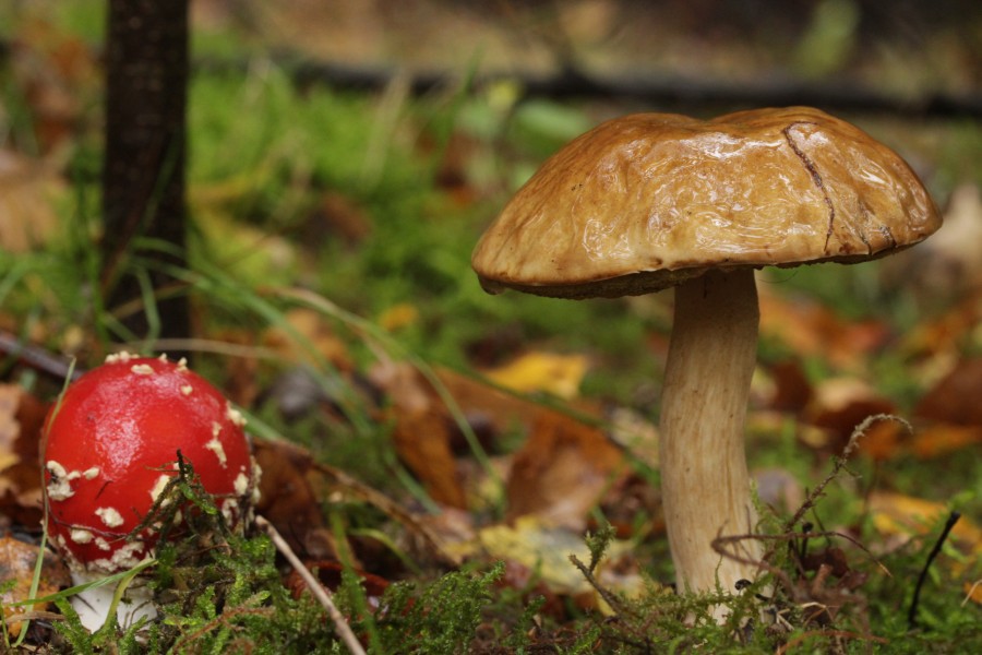 Fly Agaric - Amanita muscaria and Leccinum sp. (38059874266)