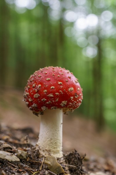 Fly agaric Fungi, Lake Slåensø 2017-08-21