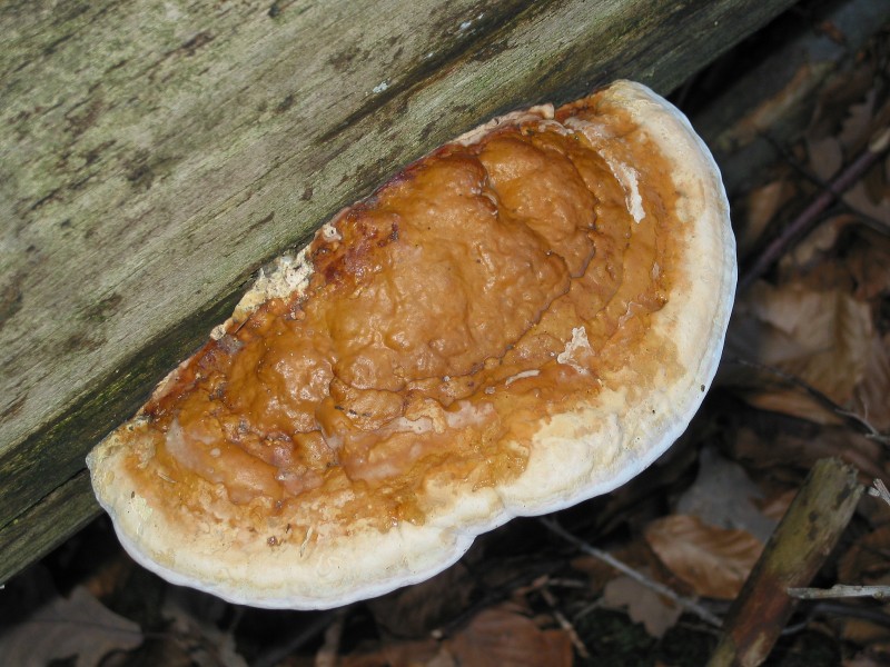 Fomitopsis pinicola JPG3
