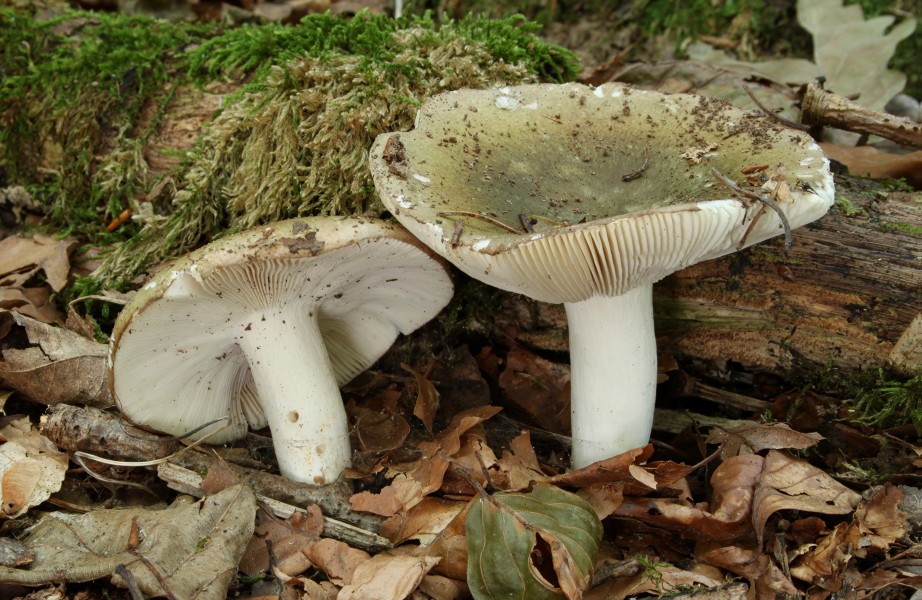 Frauen-Täubling Russula cyanoxantha