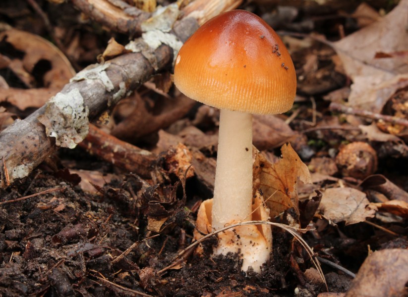 Fuchsige Streifling (Amanita fulva