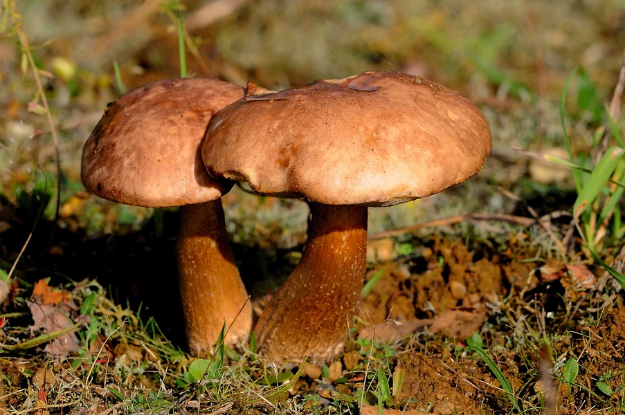 Fungi (5066202240)