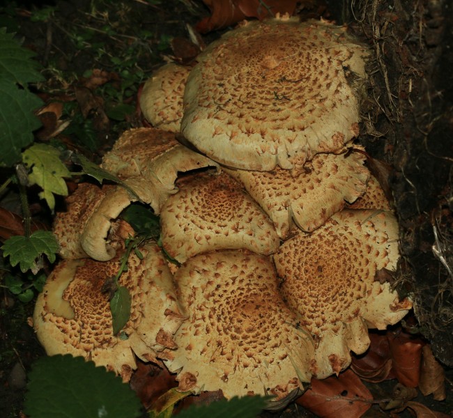 Fungi at base of cherry tree - Flickr - S. Rae