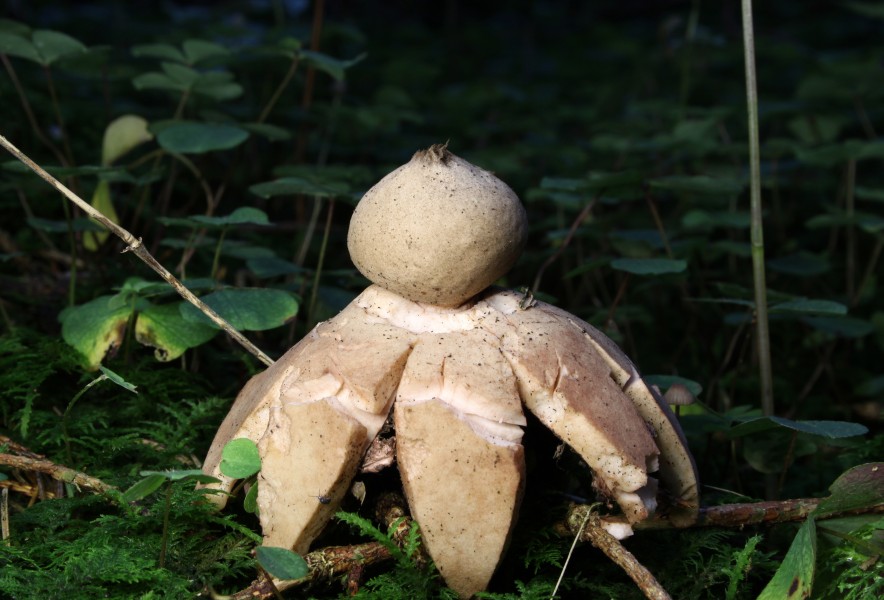 Geastrum rufescens rötender erdstern