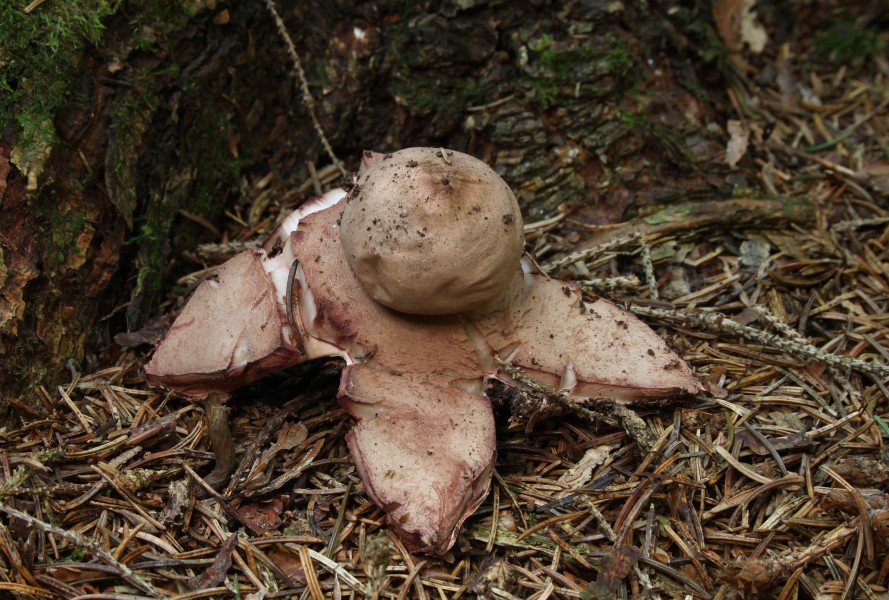 Geastrum rufescens Rotbrauner Erdstern
