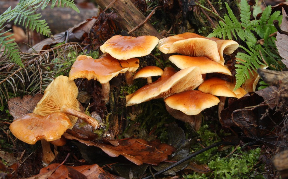 Geflecktblättrige Flämmling Gemeine Flämmling Gymnopilus penetrans