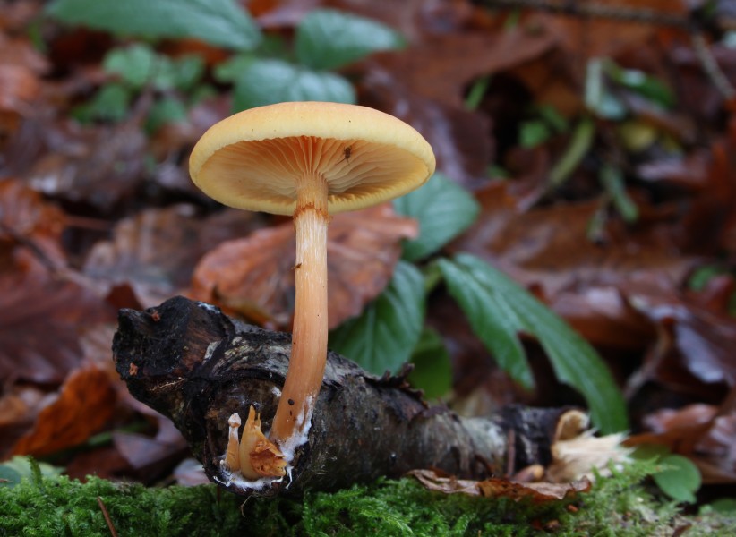 Geflecktblättrige Flämmling Gymnopilus penetrans