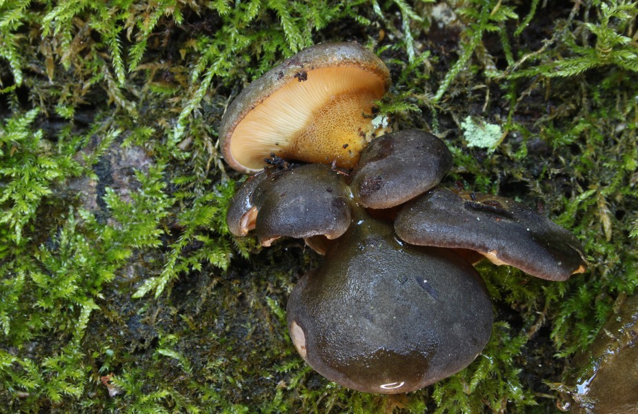 Gelbstielige Muschelseitling Panellus serotinus 2