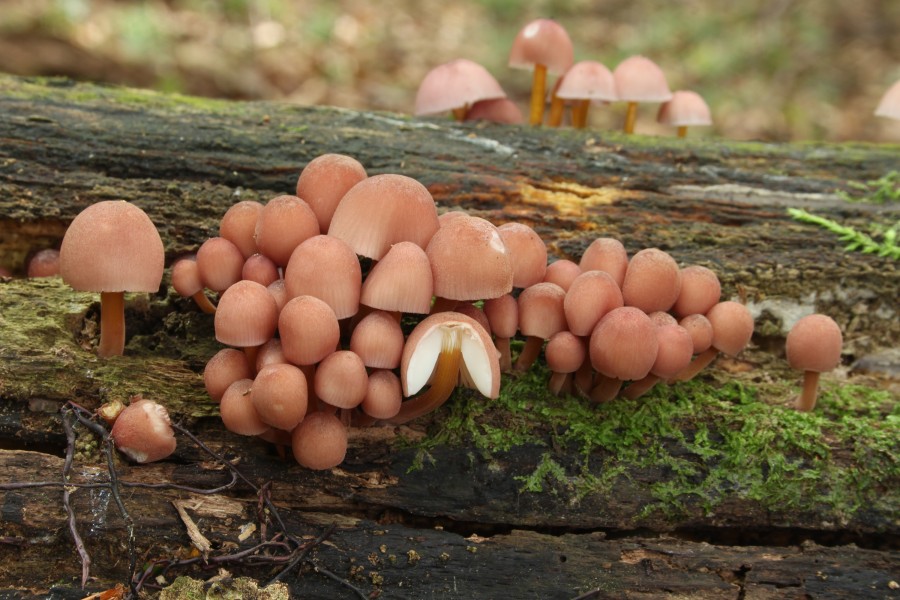 Gelbstieliger Nitrathelmling Mycena renati