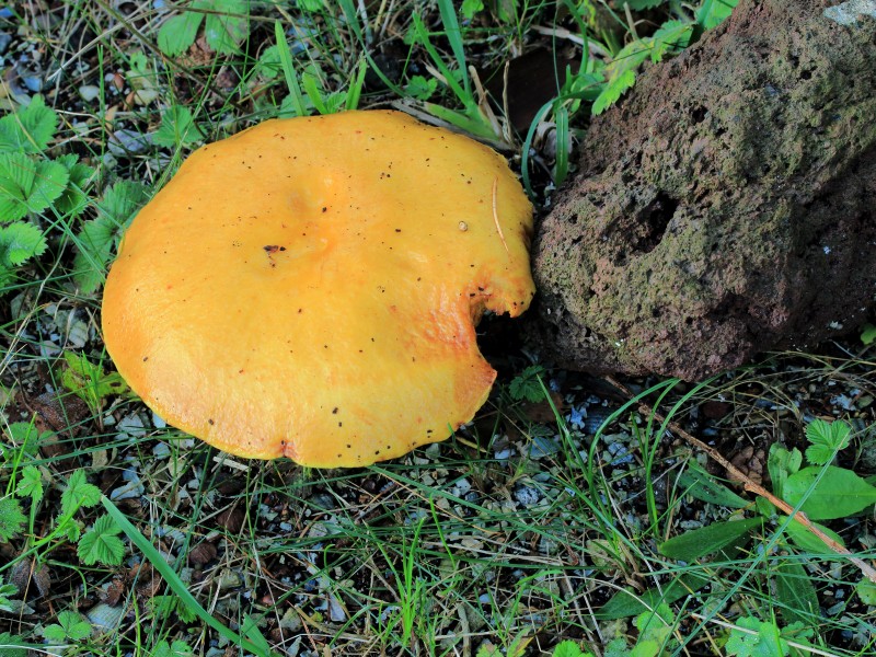 Gele ringboleet (Suillus grevillei). Locatie, Hortus (Haren, Groningen) 01