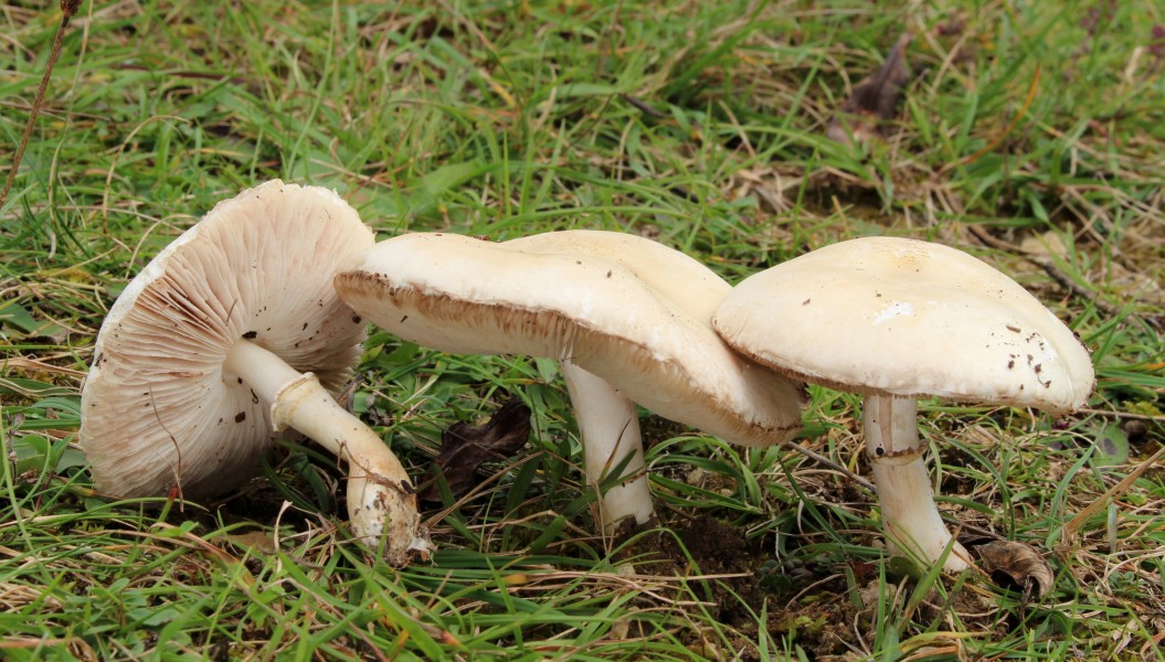 Gemeine Egerlingsschirmling Leucoagaricus leucothites