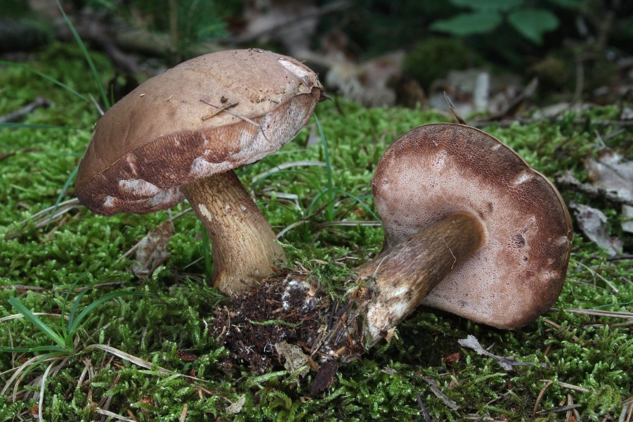 Gemeine Gallenröhrling Tylopilus felleus