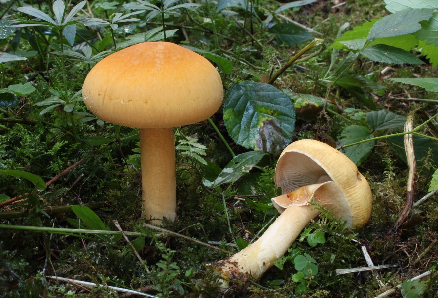 Gemeine Glimmerschüppling Phaeolepiota aurea