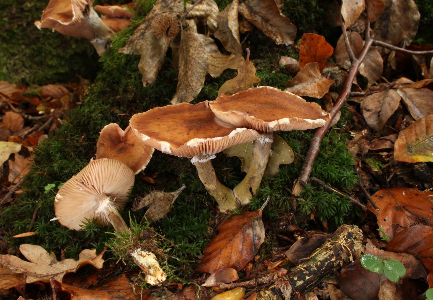 Gemeine Hallimasch Armillaria ostoyae