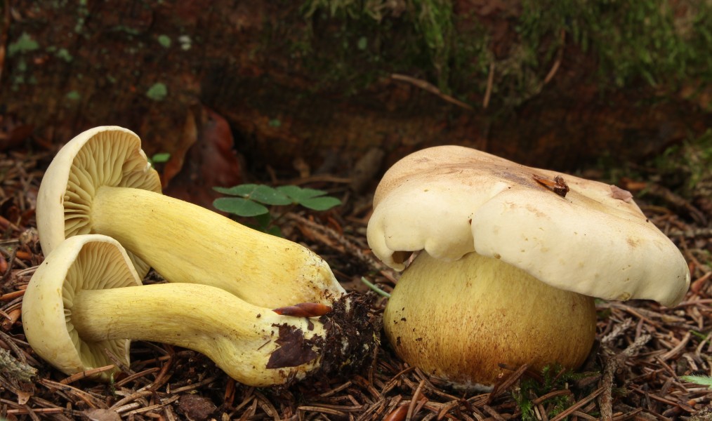 Gemeine Schwefel-Ritterling Tricholoma sulphureum