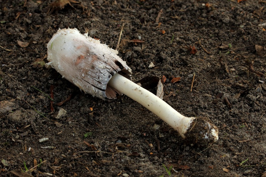 Geschubde inktzwam (Coprinus comatus). Locatie, Hortus (Haren, Groningen)
