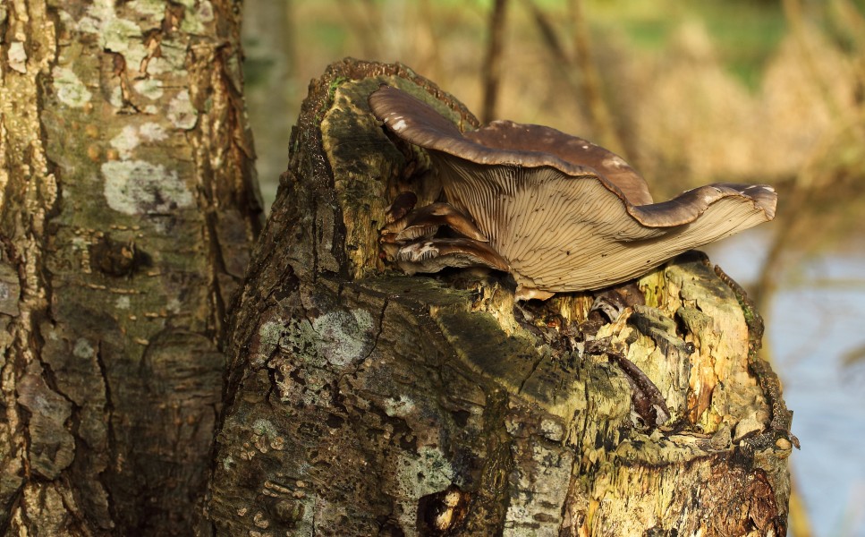 Gewone oesterzwam (Pleurotus ostreatus). Paddenstoel op els 03