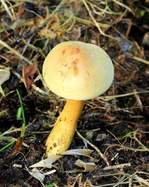 Gewone zwavelkop (Hypholoma fasciculare). Locatie, Hortus (Haren, Groningen) 02