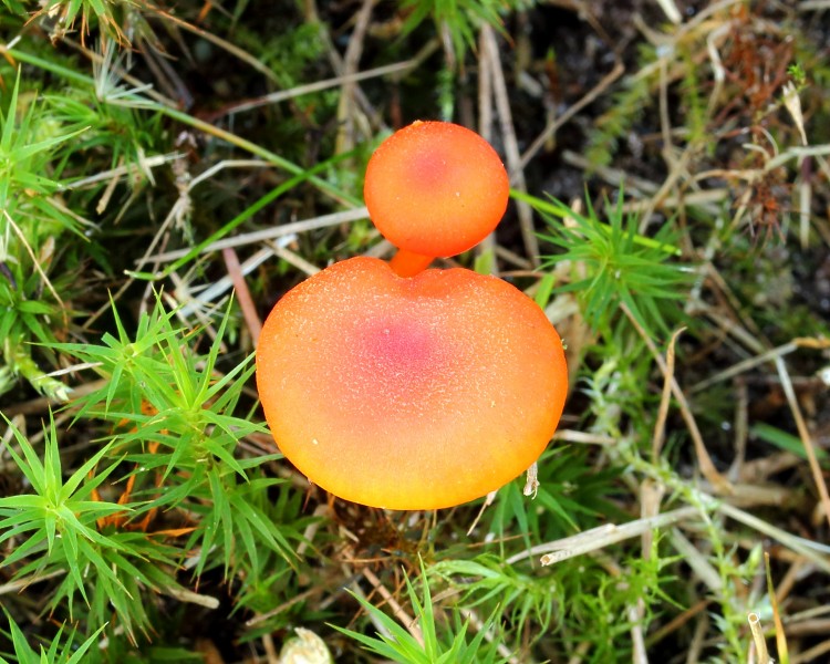 Gewoon vuurzwammetje (Hygrocybe miniata). Locatie, Hortus (Haren, Groningen) 02