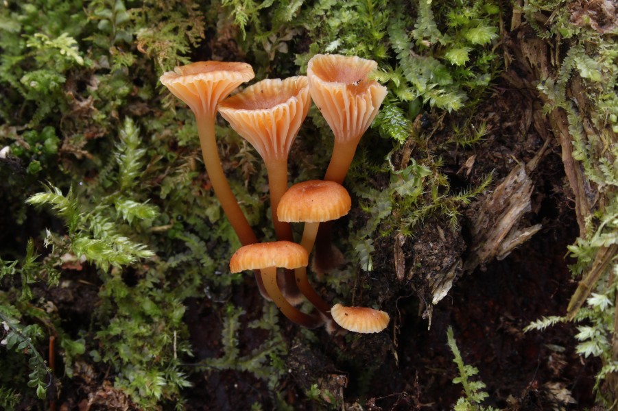Glöckchen Nabeling Xeromphalina campanella