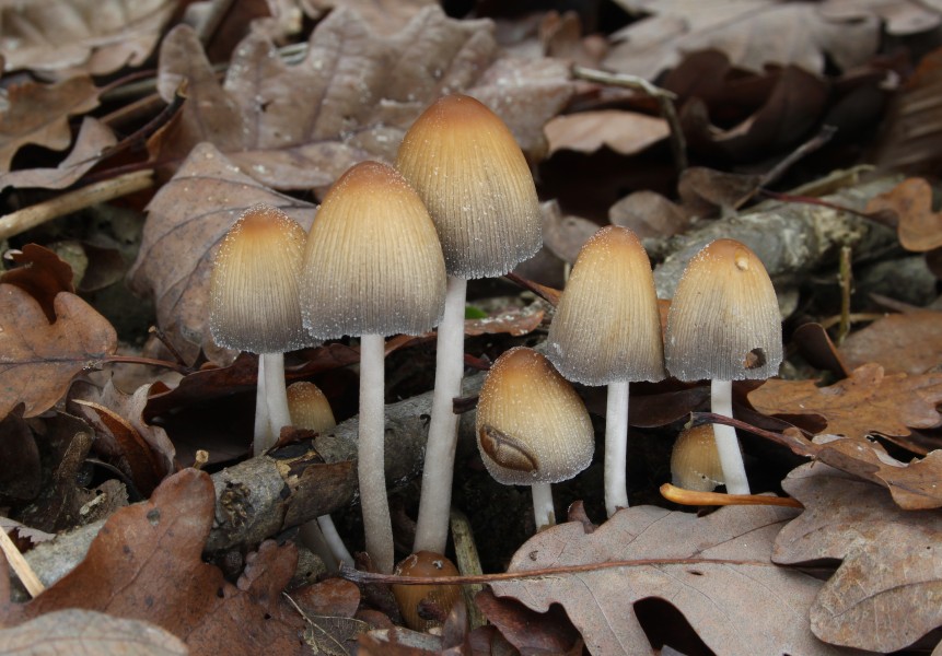 Glistening Inky Cap Coprinellus micaceus