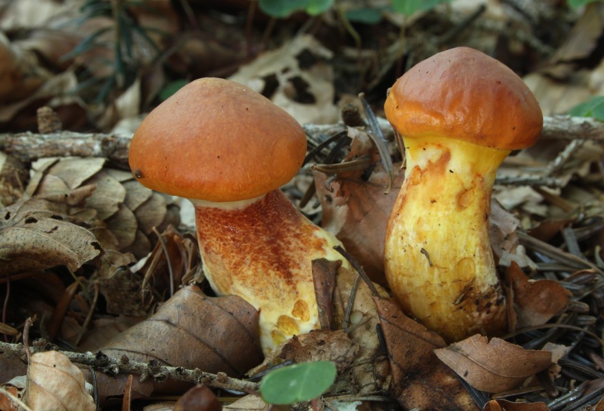 Gold-Röhrling Suillus grevillei