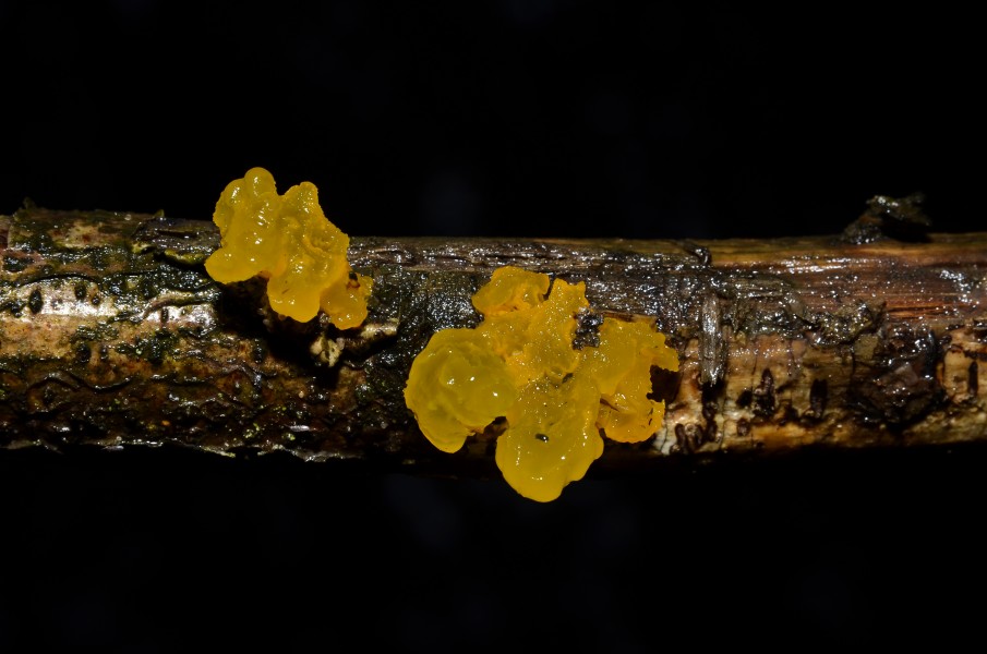Goldgelber Zitterling - Tremella mesenterica - yellow brain - Trémelle mésentérique - golden jelly fungus - 02