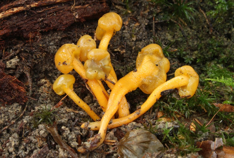 Grüngelbe Gallertkäppchen Leotia lubrica