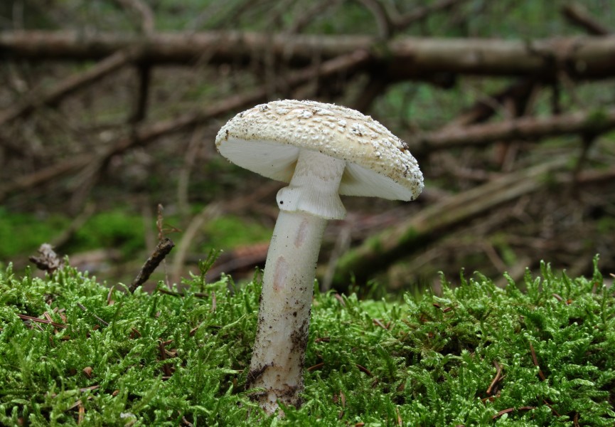 Grauer-Wulstling-Amanita-spissa