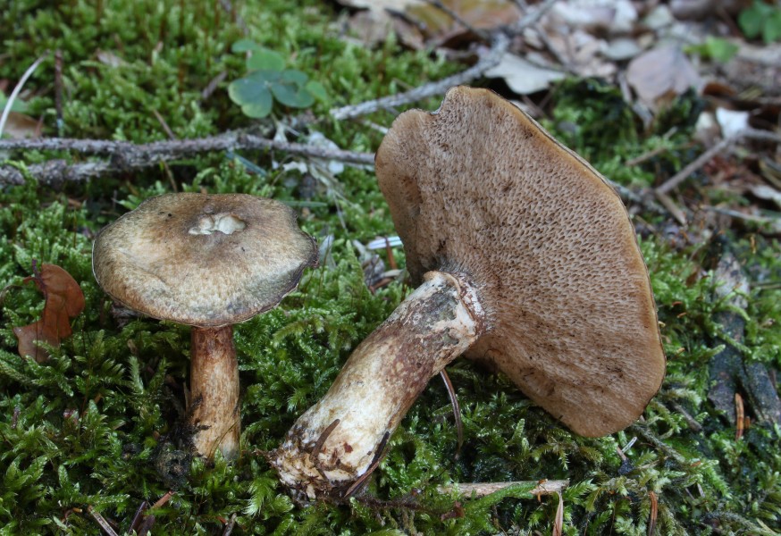 Grauer Lärchen-Röhrling Suillus viscidus