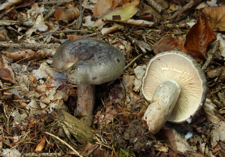 Graugrüne-Milchling-Lactarius-blennius