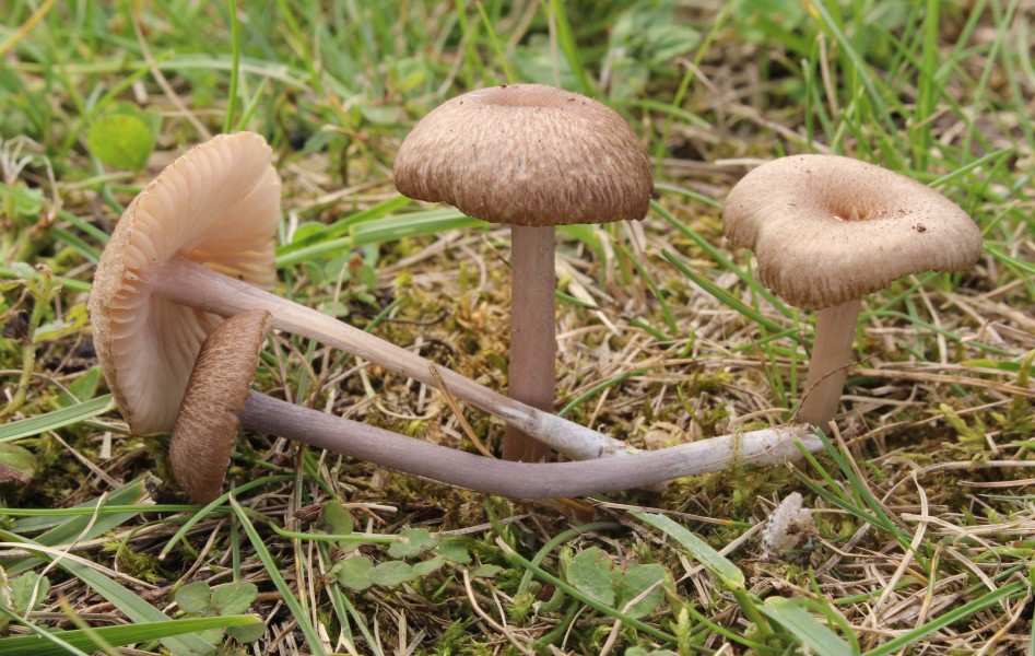 Graulilastieliger Zärtling Entoloma Griseocyaneum