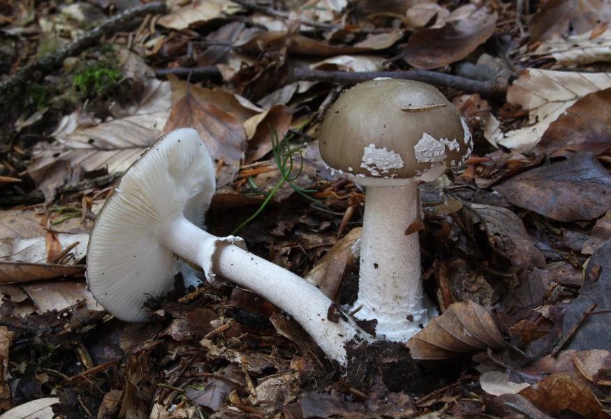 Grey Spotted Amanita Amanita excelsa