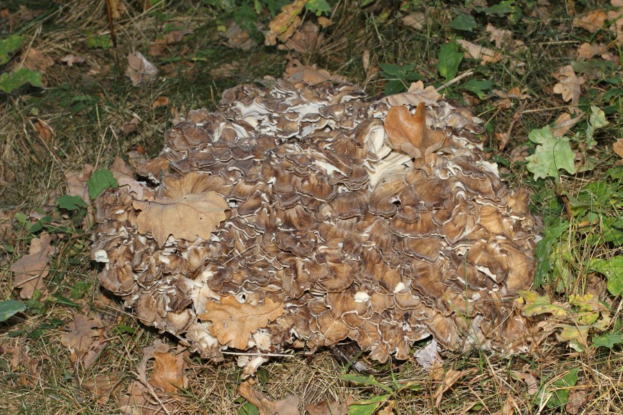 Grifola frondosa 2014 G1