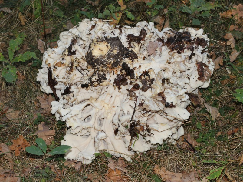 Grifola frondosa 2014 G2