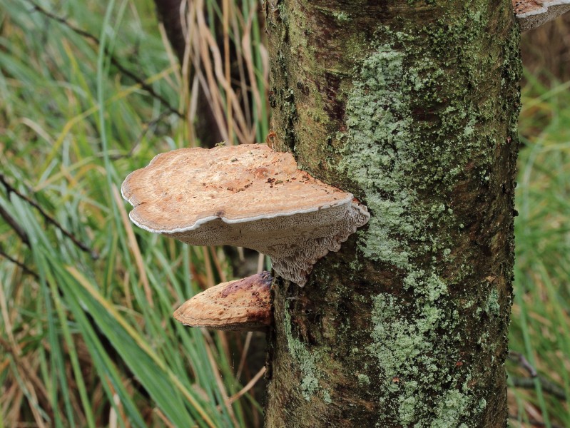 Grijze buisjeszwam (Bjerkandera adusta) 03