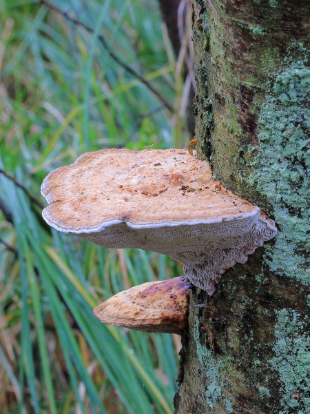 Grijze buisjeszwam (Bjerkandera adusta) It Wikelslân