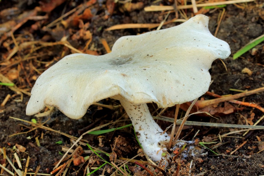 Groene anijstrechterzwam (Clitocybe odora). Locatie, Hortus (Haren, Groningen) 01