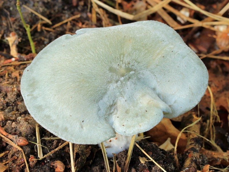 Groene anijstrechterzwam (Clitocybe odora). Locatie, Hortus (Haren, Groningen) 02