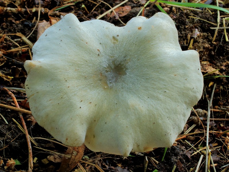 Groene anijstrechterzwam (Clitocybe odora). Locatie, Hortus (Haren, Groningen) 03