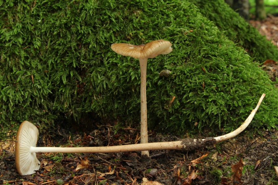 Grubiger Wurzelrübling Xerula radicata