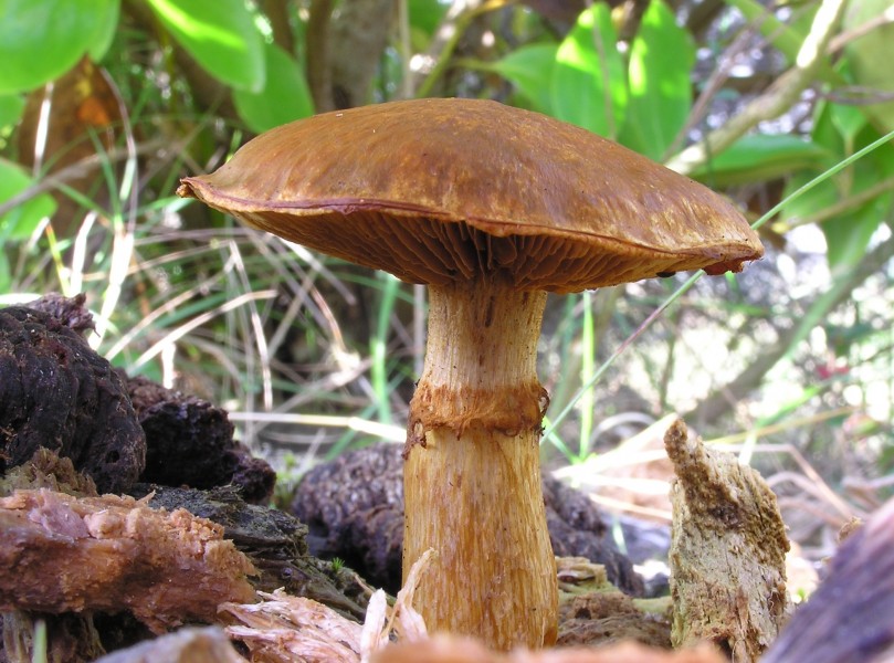 Gymnopilus junonius-02