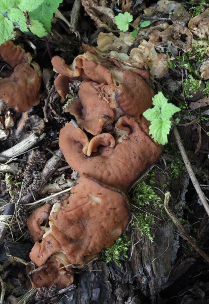 Gyromitra parma schildförmige lorchel