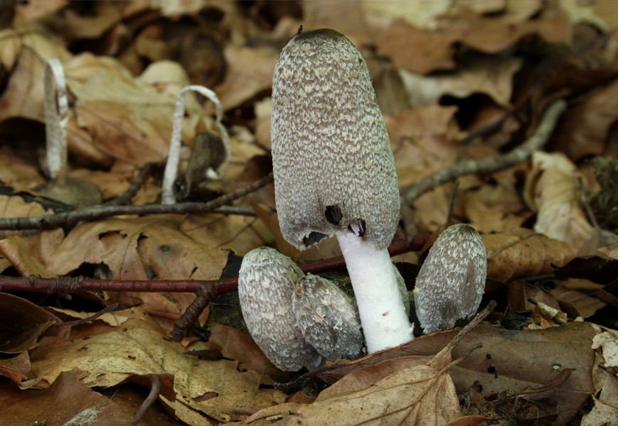 Hasenpfote Coprinopsis lagopus