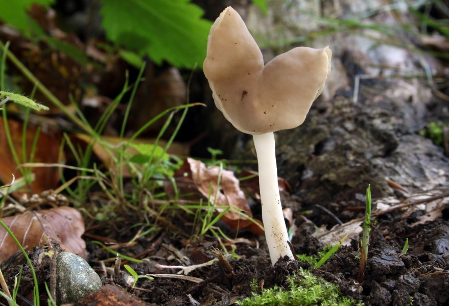 Helvella ephippium sattellorchel