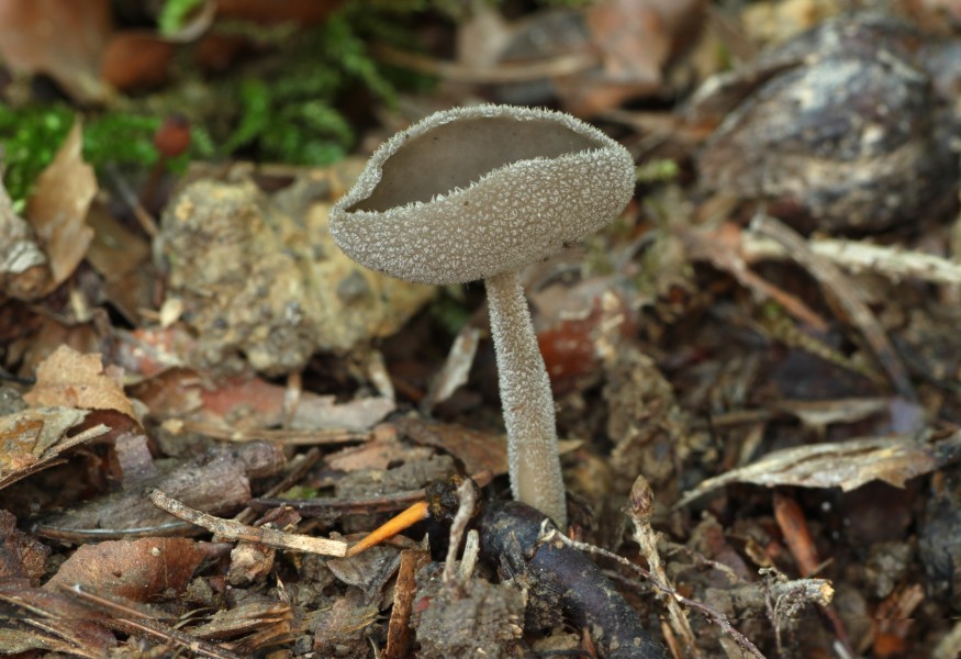 Helvella macropus Grauer Langfüssler
