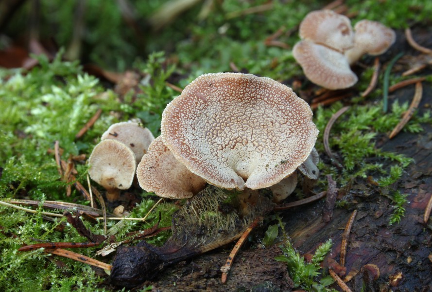 Herbe Zwergknäueling Panellus stipticus