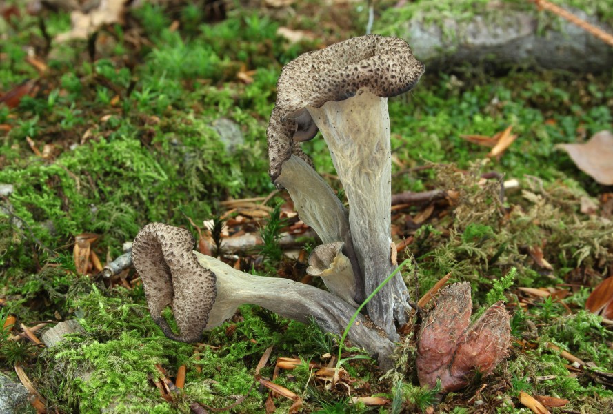Herbsttrompete Craterellus cornucopioides