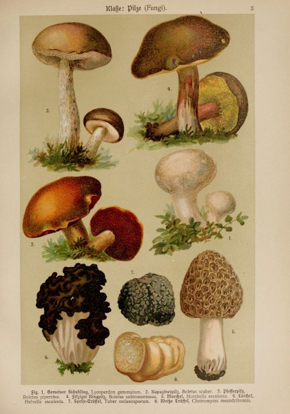 Hoffmann-Dennert botanischer Bilderatlas (Taf. 03) (6424980853)